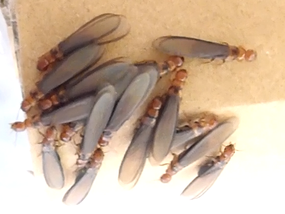 アメリカカンザイシロアリ　羽アリ